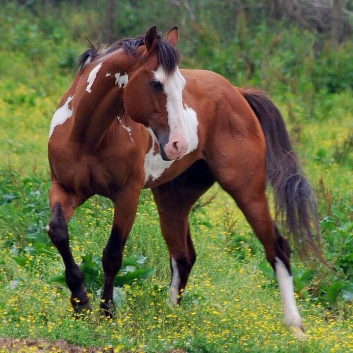 C and M Paint Horses - Coloured Stallion